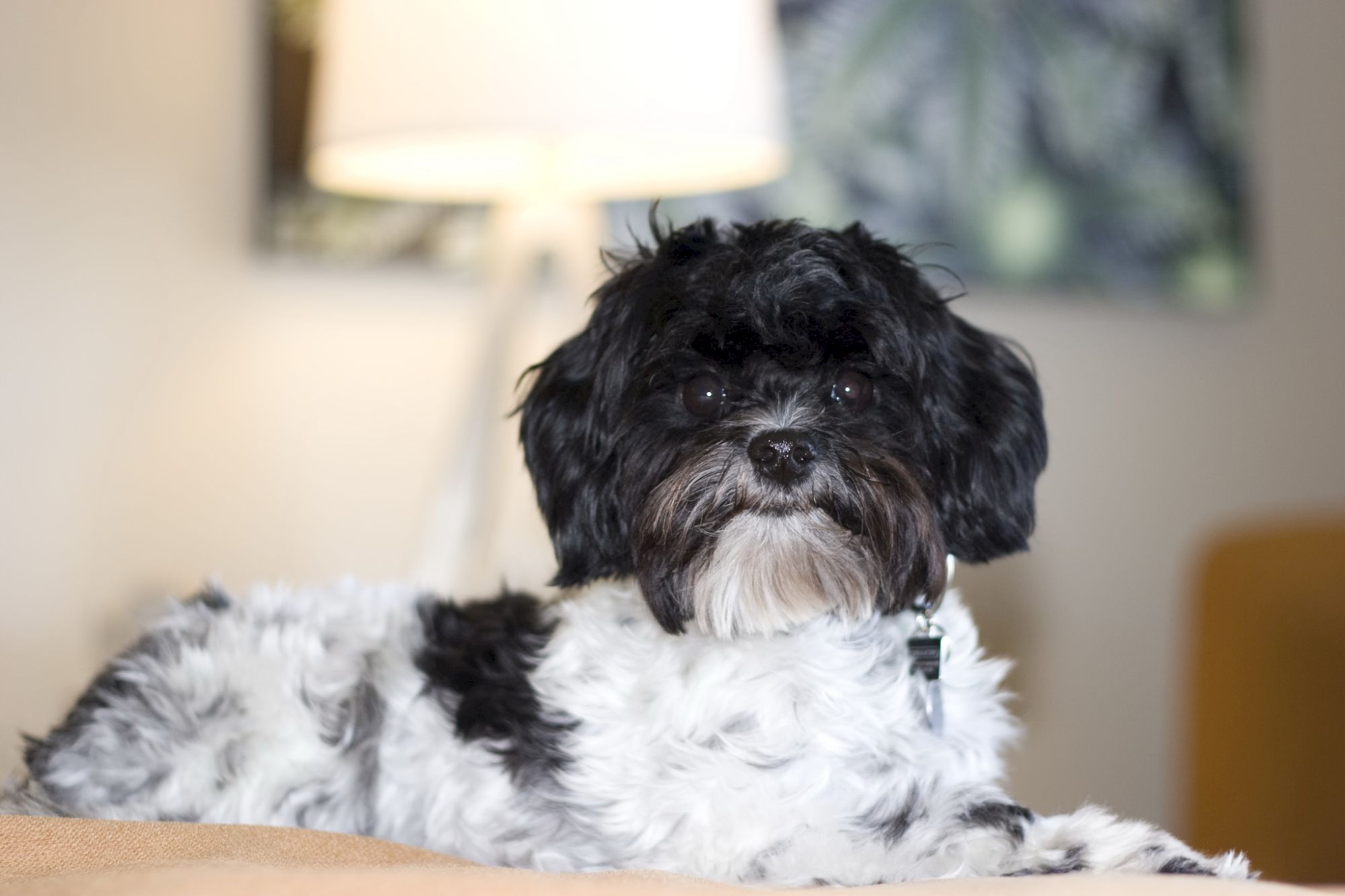 A small black-and-white fluffy dog lounging on a table, with a lamp and blurred art in the background.
