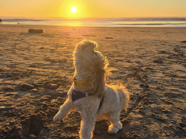 A small fluffy dog wearing a collar stands on a sandy beach as the sun sets over the ocean, waves calm and golden, appreciating the view.