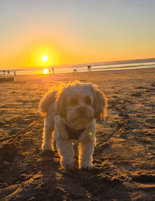 A cute fluffy dog on a leash stands in the sand at sunset on the beach, with the orange sun low over the water and people in the distance.