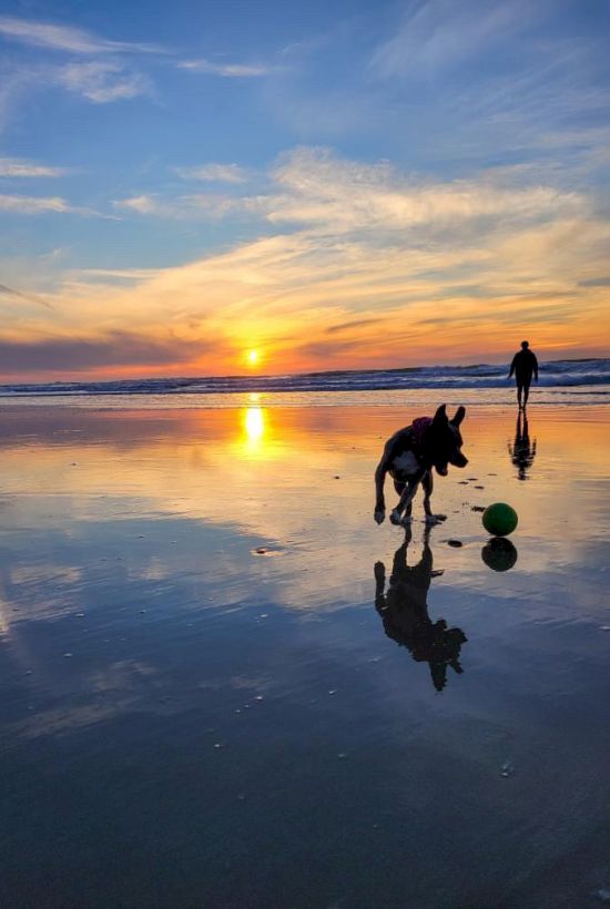 A dog and a person play with a ball on a reflective wet beach at sunset, bathed in orange light and calm water reflections.