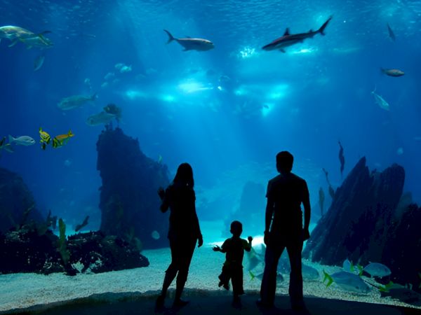 Three silhouettes&mdash;two adults and a child&mdash;stand on a sandy shore inside a large aquarium, watching swimming fish and sharks through a blue-lit underwater landscape.