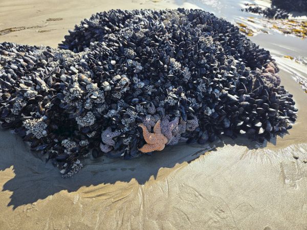 A massive mound of dark, rusted-looking ceramic or metal debris on a beach, with a small pink flower or plastic ornament tucked in, under bright sunlight.