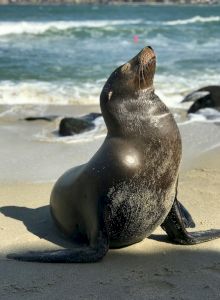 A playful sea lion on the beach, facing the water with a shiny, sunlit body and a curved silhouette, near the shoreline.