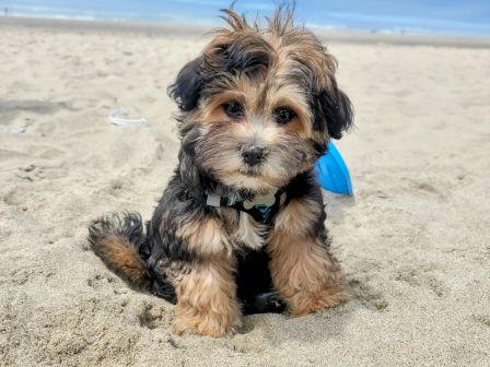 A cute fluffy puppy sits on the sandy beach with a blue bow, looking curiously at the camera, as the sea and sky stretch in the background.
