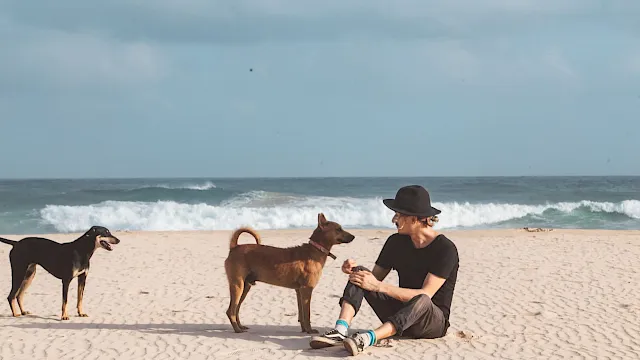Three dogs on a sunny beach with a person sitting in sand, waves crashing behind, all enjoying a calm seaside moment.